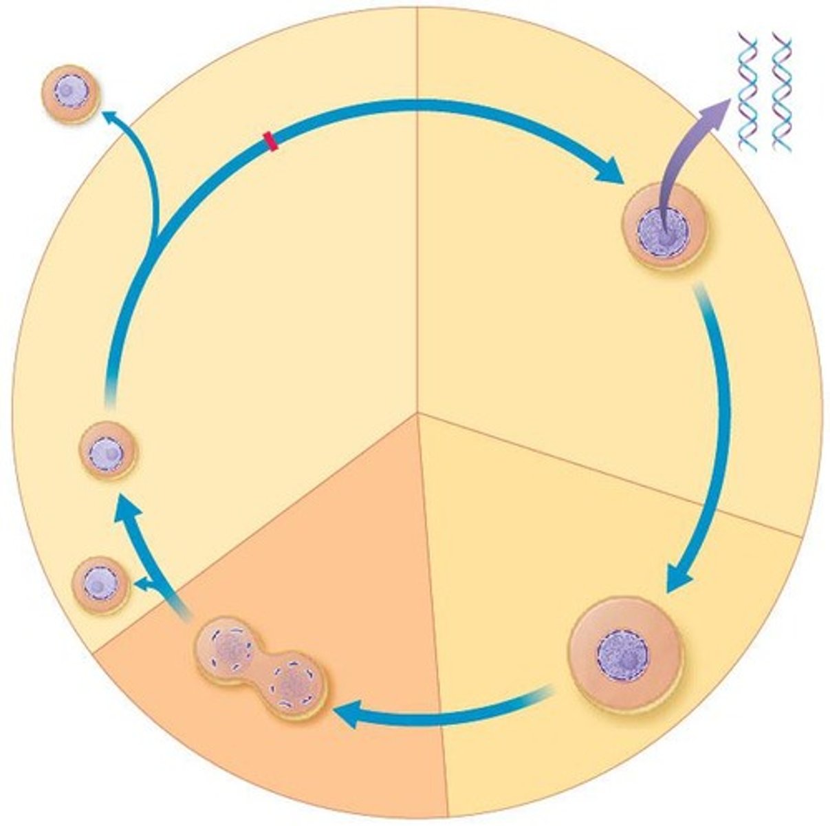 <p>A type of cell division that results in two identical daughter cells.</p>