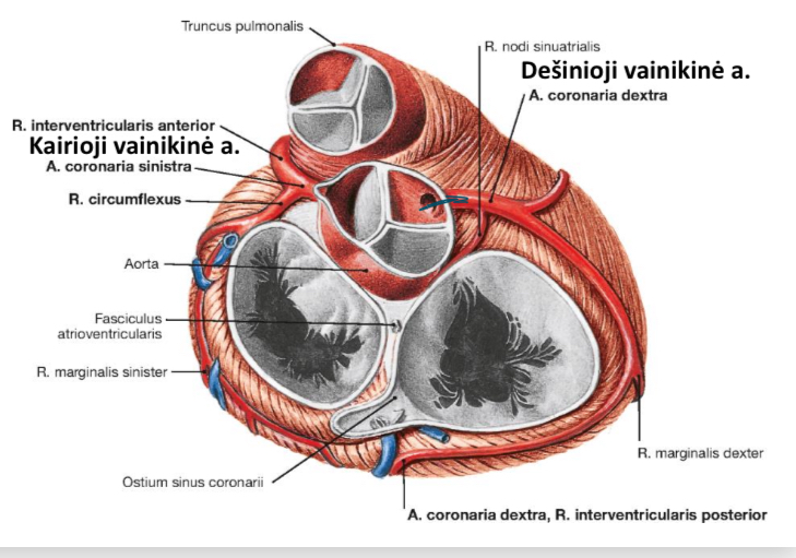 <p><span>kylančiojoje aortos dalyje, vos virš</span></p><p><span>aortos pusmėnulinių vožtuvėlių</span></p>