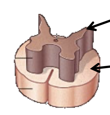 <p>The spinal cord is composed of what?</p>