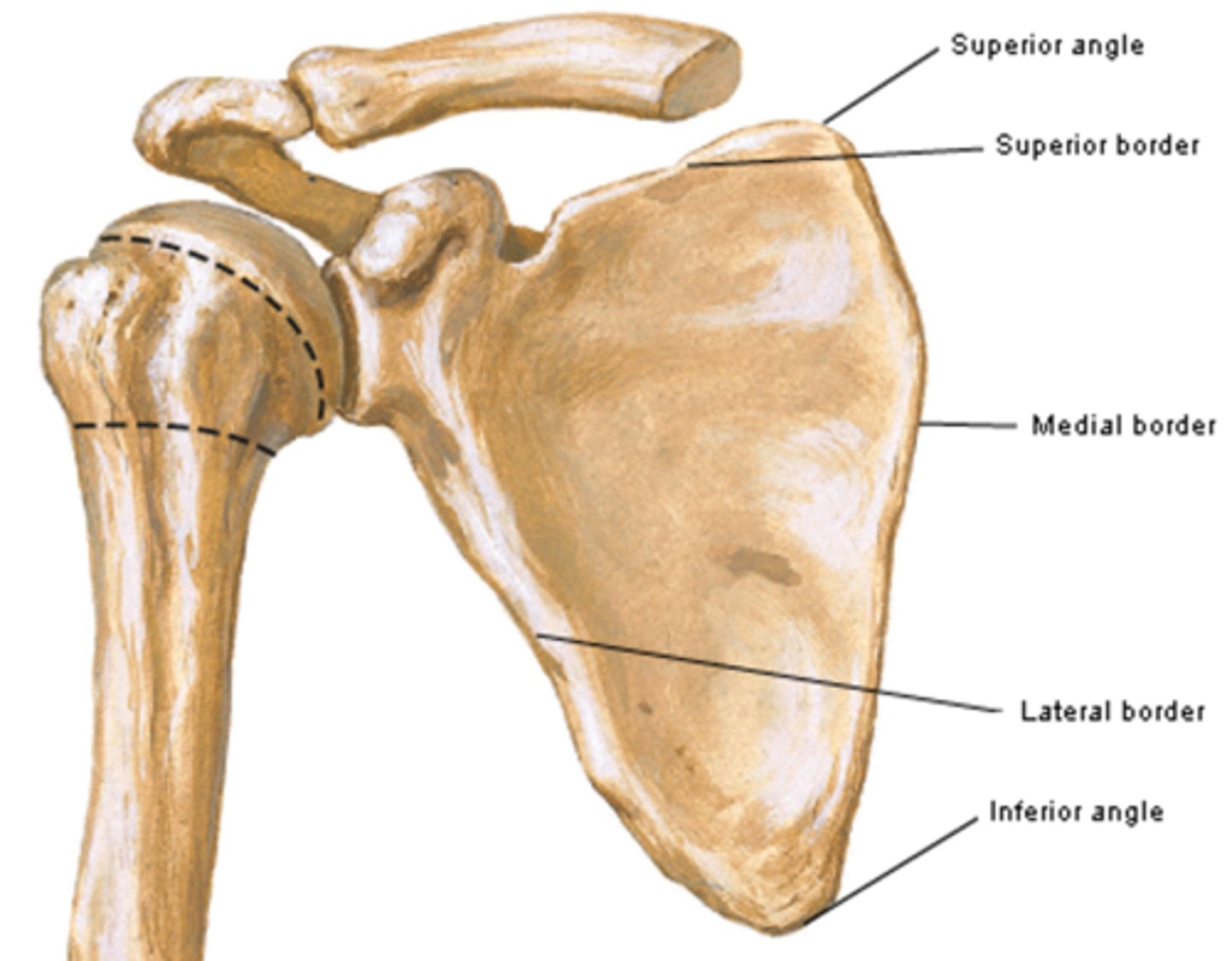 <p>union of medial and lateral borders</p>
