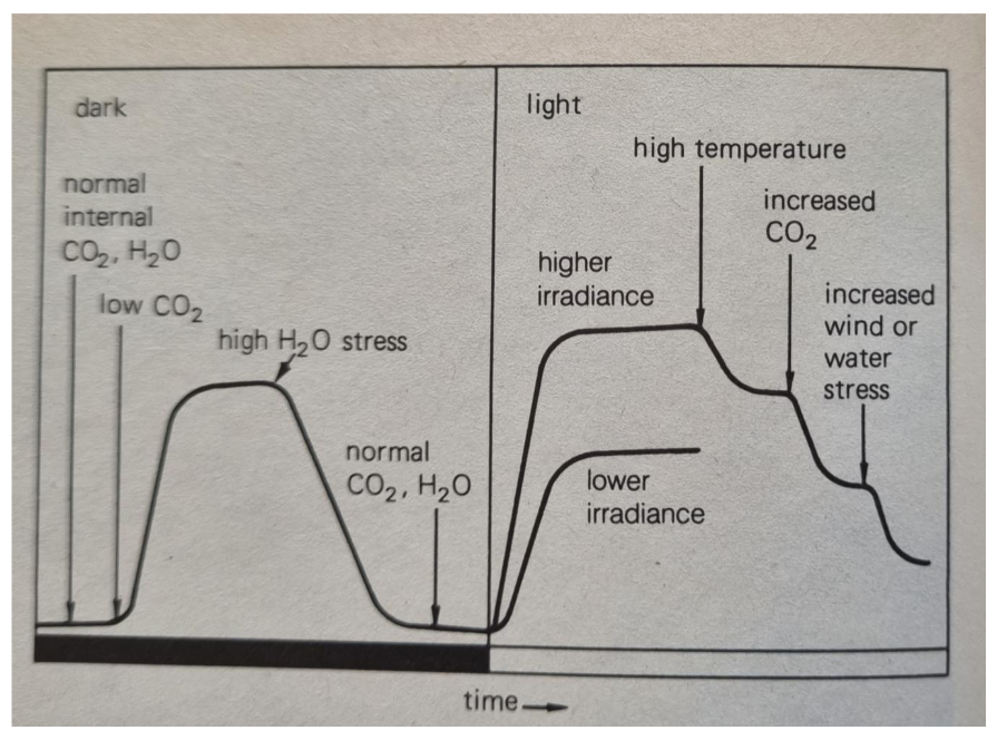 <p>For<strong> most plants</strong>, they’d have their<strong>&nbsp;</strong>stomata<strong> opened</strong> during the<strong> day</strong>&nbsp;in order to gain CO2 for photosynthesis while the light is still there.&nbsp;</p><ul><li><p>At peak sunlight, it may close to help prevent damage to photosystems</p></li><li><p>On cloudy days, since there is less light, stomata don’t open as much </p></li></ul><p>Then, they’d<strong> close</strong> their stomata at night because there is no need to have flux of CO2 inside because there is no light.&nbsp;</p><ul><li><p>As we know, CAM plants do the opposite to retain water during the day and buildup CO2 at night</p></li></ul><p>As for environmental conditions:</p><ul><li><p><strong>Low CO2</strong>&nbsp;induces opening (to gain CO2)</p></li><li><p><strong>High CO2 </strong>induces closing (enough CO2)</p></li><li><p><strong>High temperatures</strong> induce closing (to save water from transpiration)</p></li><li><p><strong>High winds/water stress</strong> induce closing (to save water)</p></li></ul><p></p>