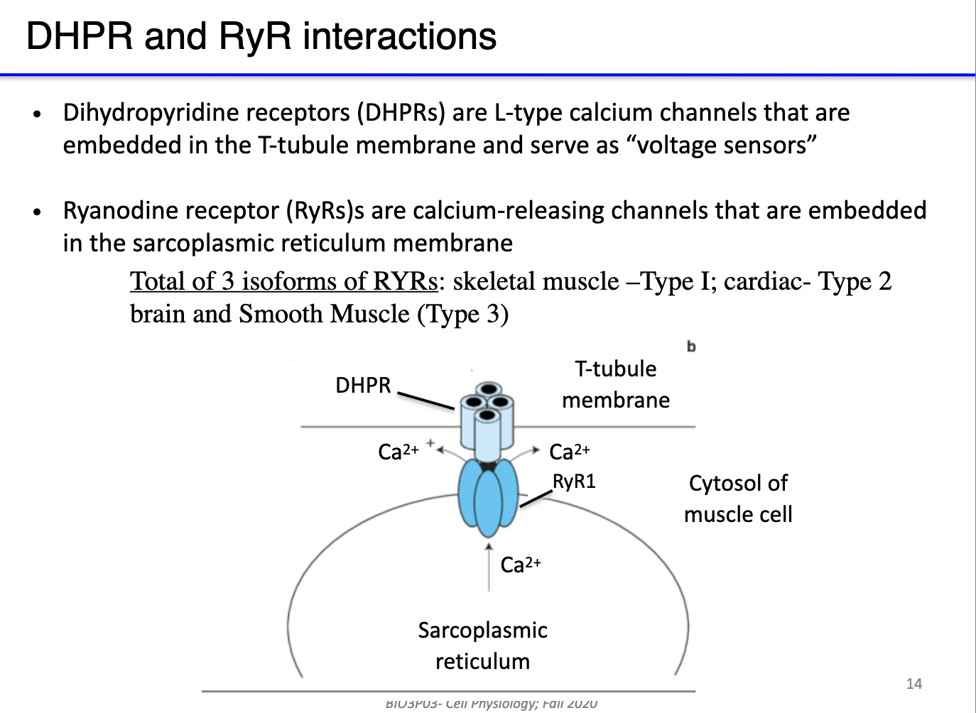 <ul><li><p><strong>DHPR (dihydropyridine receptors):</strong> L-type voltage-gated calcium channels located in <strong>T-tubules</strong>; act as <strong>voltage sensors</strong>.</p></li><li><p><strong>RyR (ryanodine receptors):</strong> calcium-release channels in the <strong>sarcoplasmic reticulum (SR)</strong>. </p></li><li><p><strong>Indirect coupling:</strong> At rest, DHPR physically <strong>blocks RyR</strong>; <strong>T-tubule depolarization</strong> triggers conformational change in DHPR, opening RyR → <strong>Ca²⁺ release from SR</strong>.</p></li><li><p><strong>Isoforms and evolution:</strong> Different RyR isoforms exist in <strong>skeletal, cardiac, and smooth muscle</strong>; some species (e.g., billfish) evolve RyR to create specialized functions (e.g., heater muscles) instead of contraction.</p></li><li><p><strong>Key concept:</strong> This system links <strong>action potentials in the membrane</strong> to <strong>SR calcium release</strong> without direct electrical propagation.</p></li></ul><p></p>