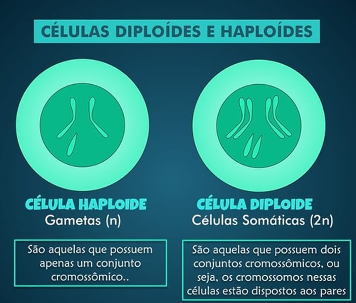 <p>e)Produção de gâmetas com um número de diploide de cromossomas</p><p>Na meiose ocorre a produção de gâmetas HAPLOIDES</p>