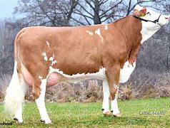 Continental Breed

origin: Switzerland

color: red, white, and black

used for draft, milk, and meat 

crossbred with others

most famous in Europe