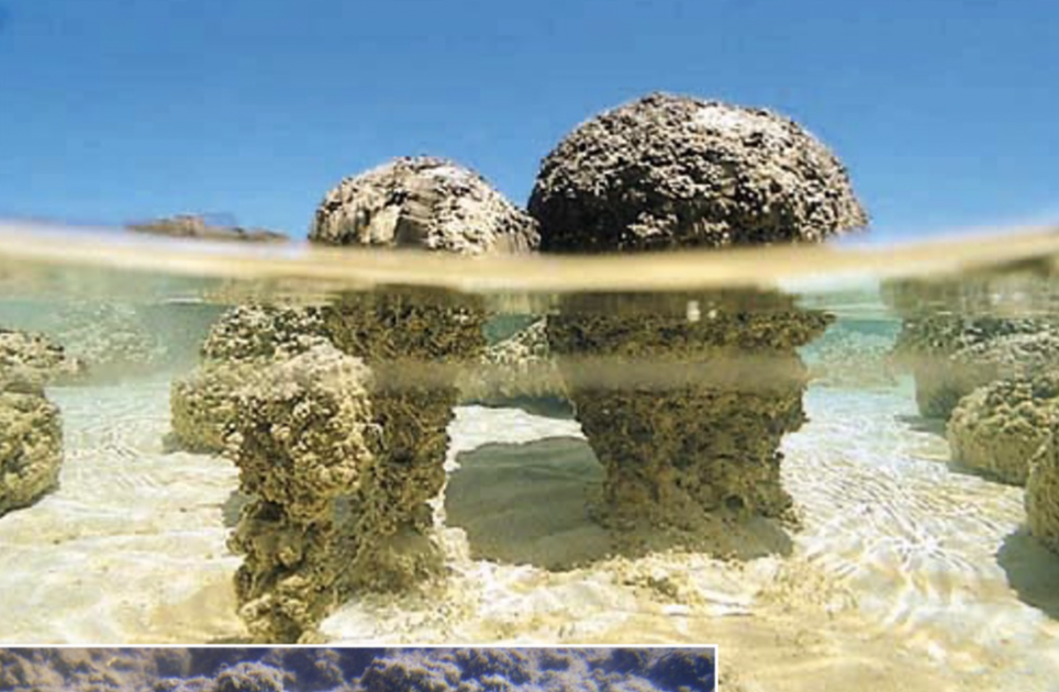 <p>Formed of microbial mats (e.g. cyanobacteria). The sediment gets trapped in fine filaments in mats, microbes grow up and around sediment to form new mat</p><ul><li><p>Algal laminations are crinkly</p></li><li><p>Responsible for oxygenating our atmosphere!</p></li></ul>