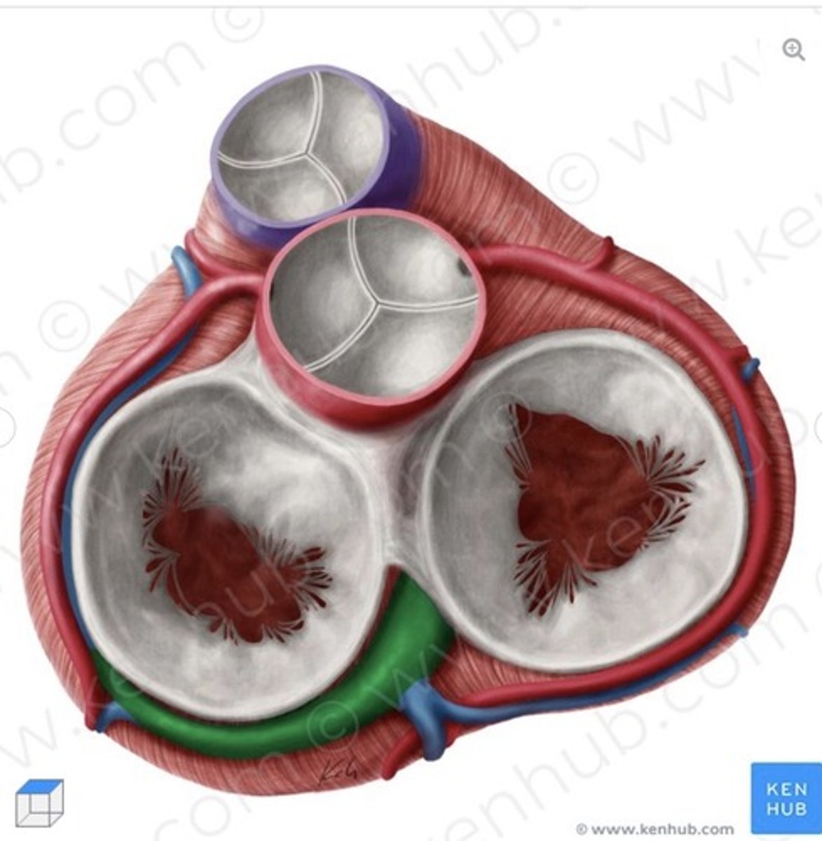 <p>superior view</p>