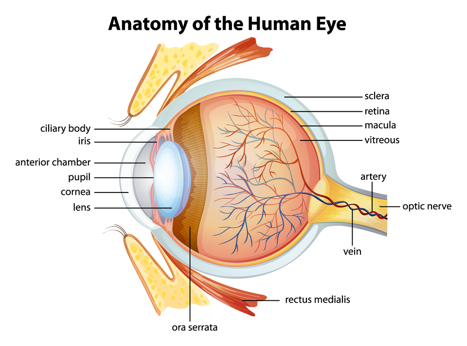 <p>What forms the anterior chamber of the eye?</p>