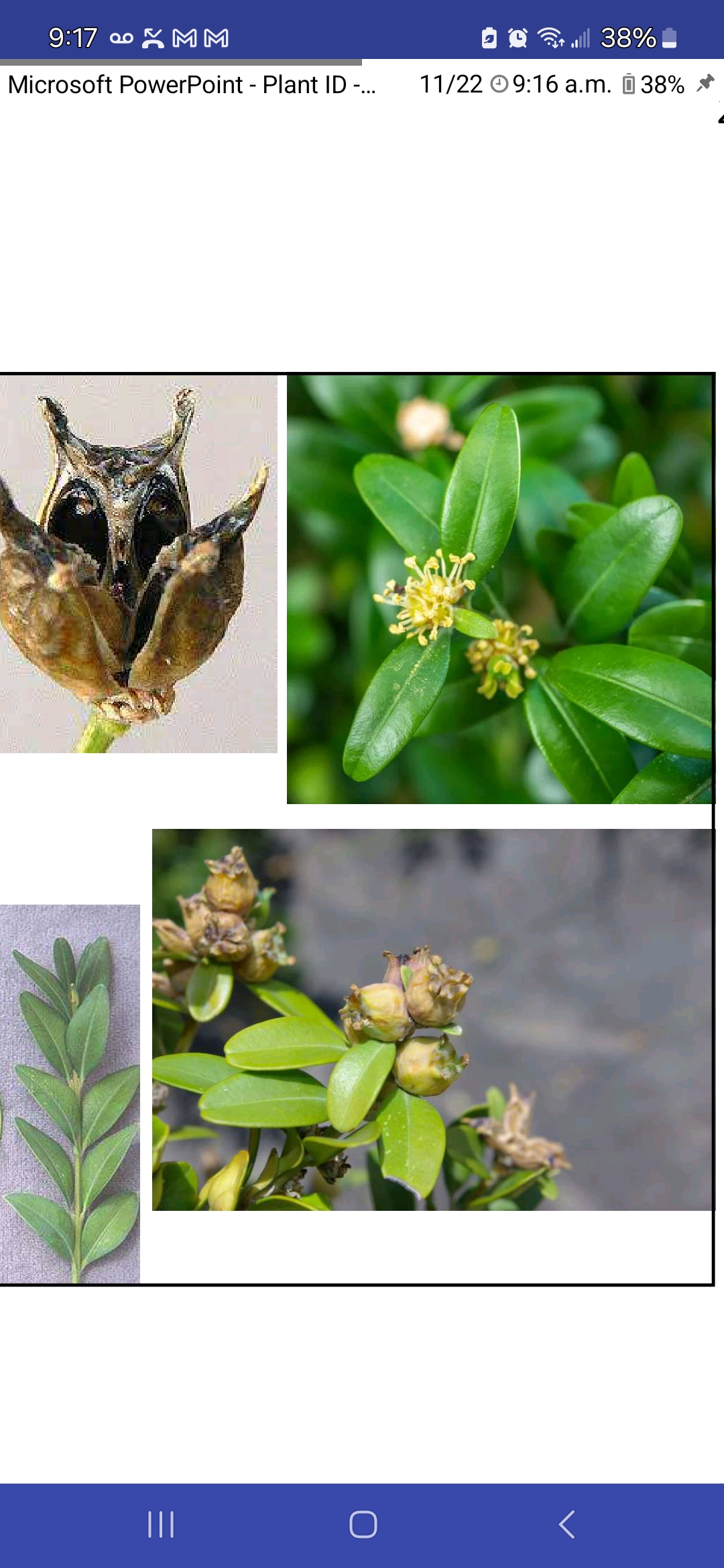 <p>Common boxwood</p>