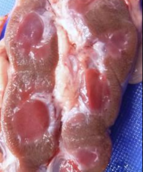 <p>What does this image show?</p>