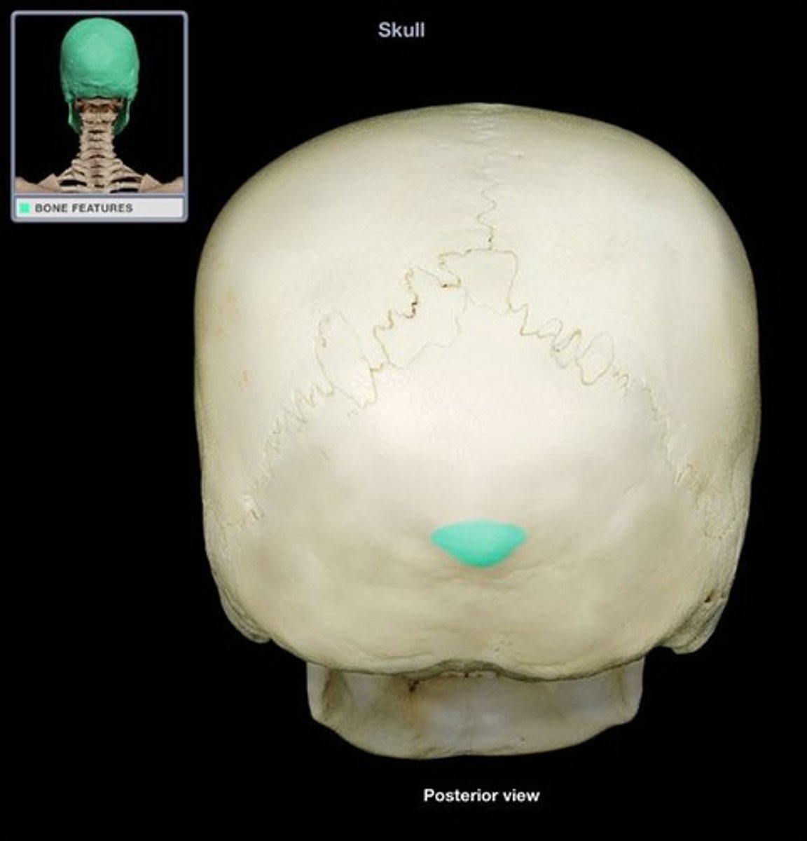 <p>the prominence at the center of the external surface of the occipital bone</p>