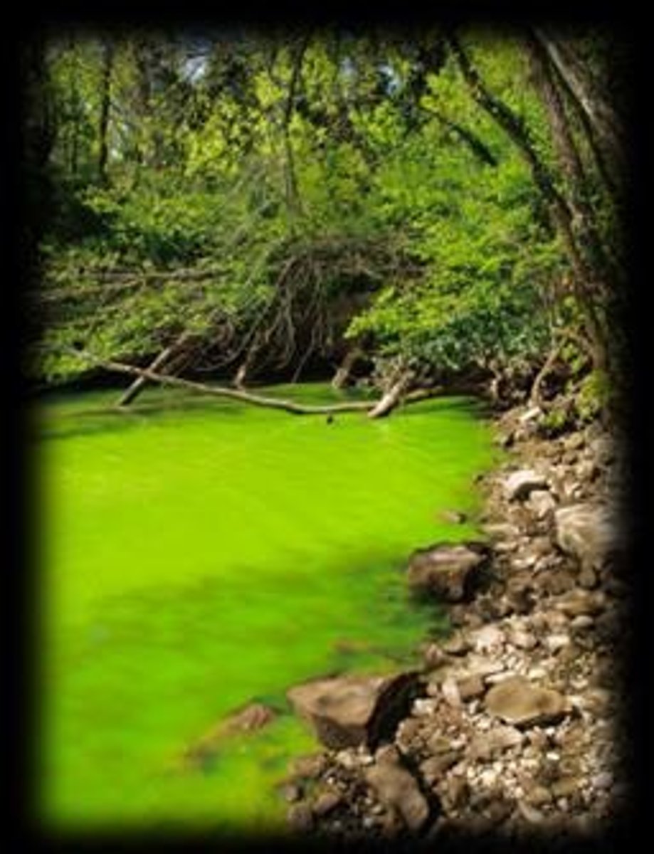 <p>Phosphorus can lead to algal blooms, oxygen depletion, and overall degradation of water quality.</p>