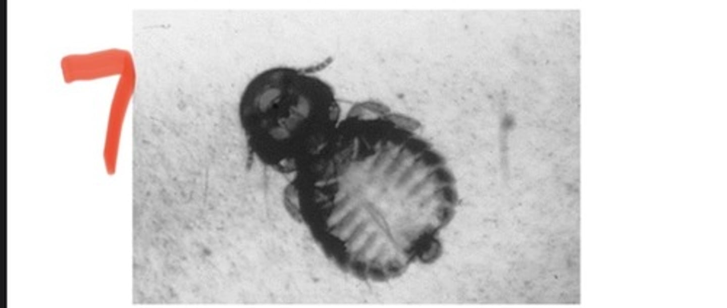 <p>The louse of poultry is scientifically named</p>