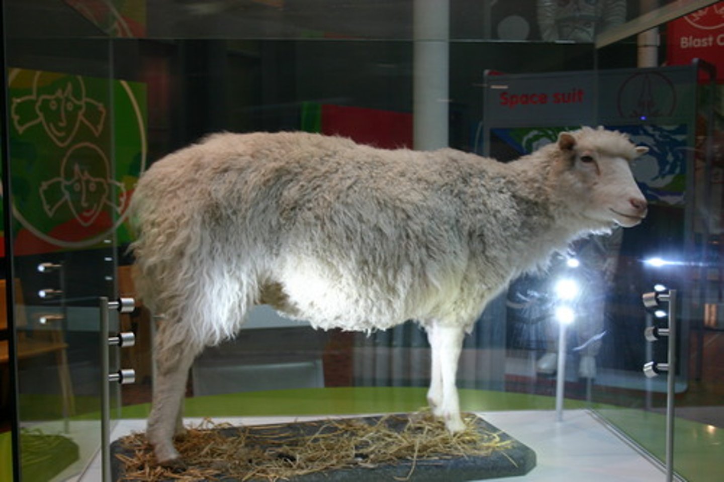 <p>The first fully cloned animal, done in Scotland. There are global companies such as ViaGen pets that now offer a pet cloning service</p>
