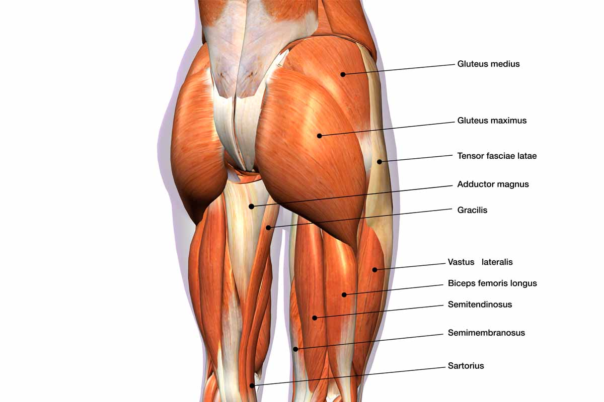 <p>relating to the glute muscles or a gluteus muscle in the buttocks</p>