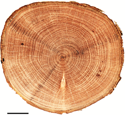 <p><span>Place a dot where the oldest wood is found.</span></p>