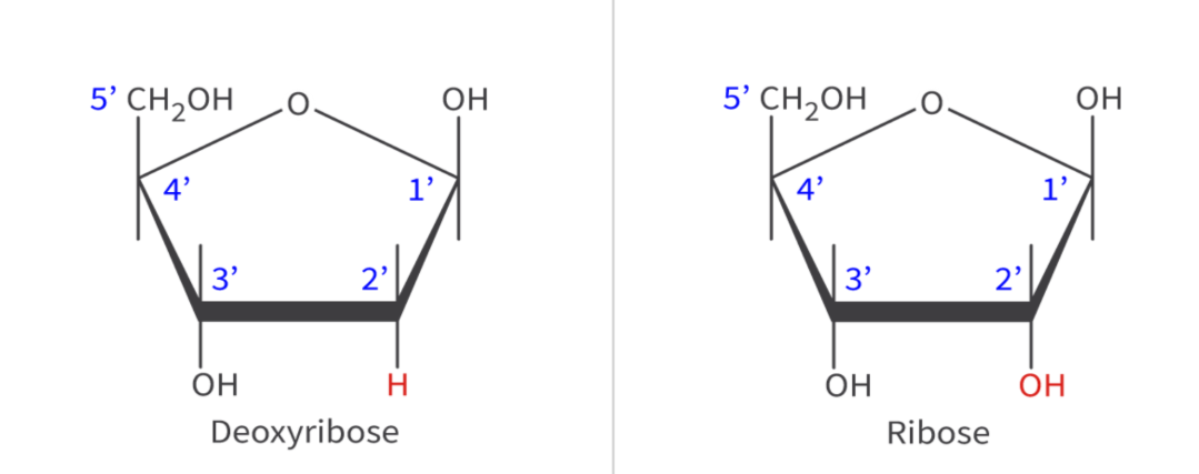 <p>(draw and label) </p>