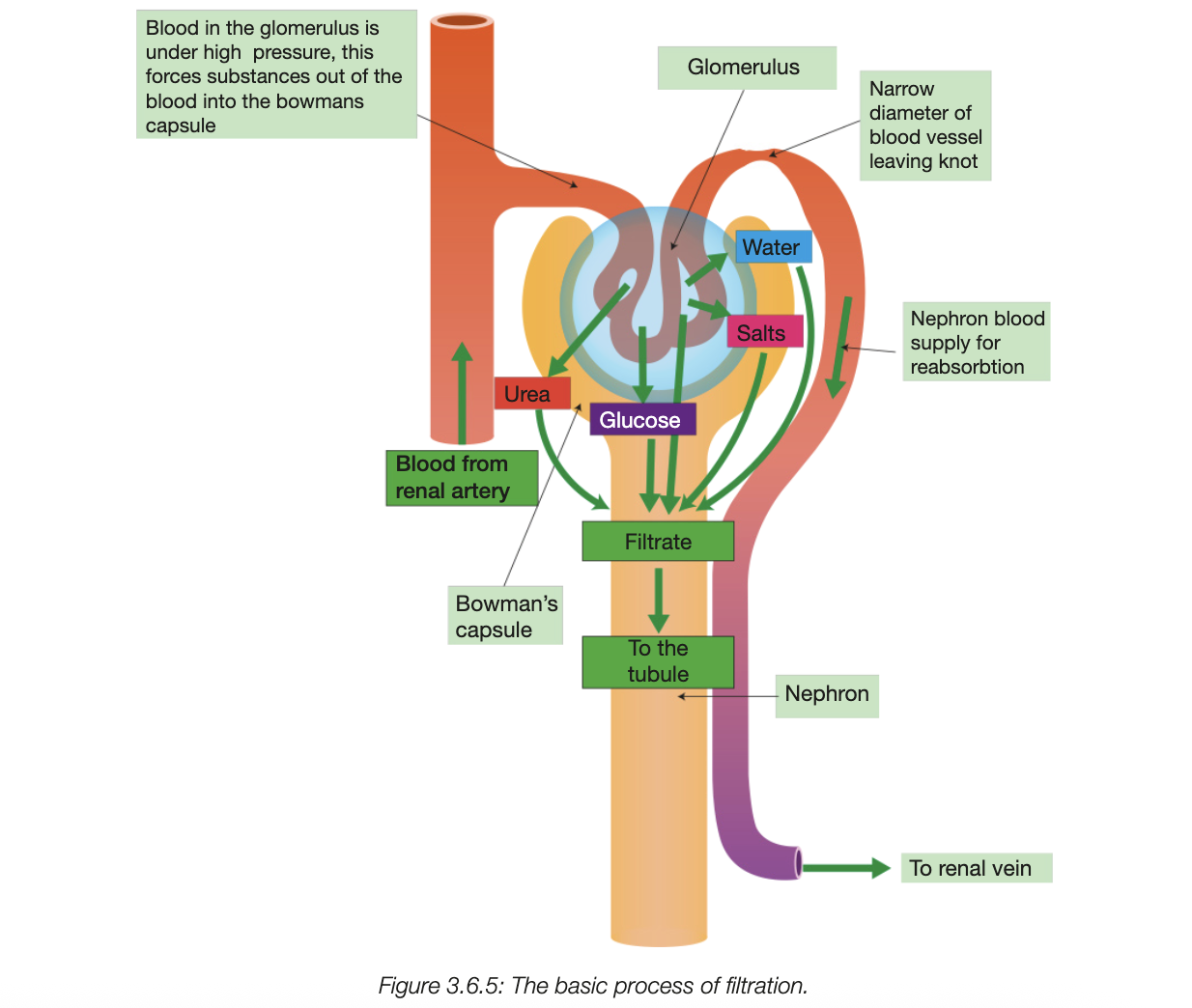 <ul><li><p>blood transported from renal artery w high pressure to glomeruls, filered here</p></li><li><p>high blood pressure causes wataer and small substances to pass thru capillary walls, enters blwmans capsule</p></li><li><p>larger components arent filtered</p></li><li><p>liquid passing to bc is glomerular giltrate</p></li></ul><p></p>