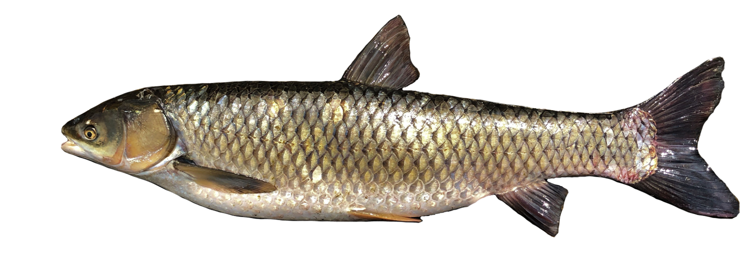 <p><span>- No Barbels</span></p><p><span>- No Dorsal Spine</span></p><p><span>- Large Scales</span></p>