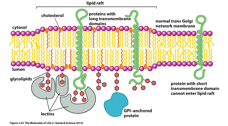 <p>Freely diffusing proteins in membranes probably would not give efficient communication or biological processes</p><p>Lipid rafts: thicker membranes, cholesterol rich, glycolipid rich, GPI-anchored proteins</p><p>Enriched in signaling proteins</p>