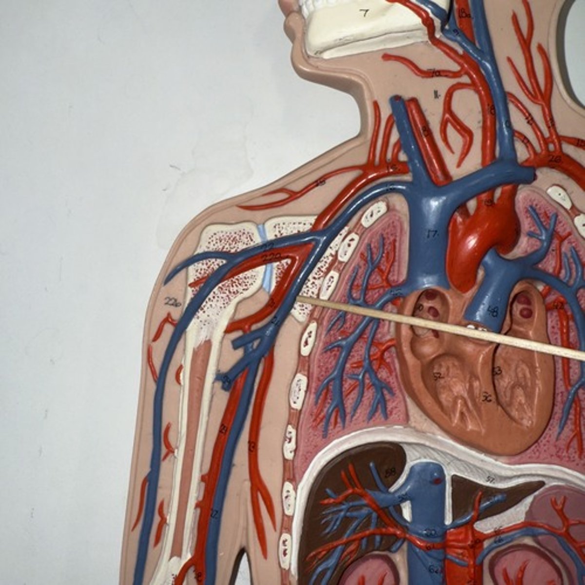 <p>Identify the structure.</p>