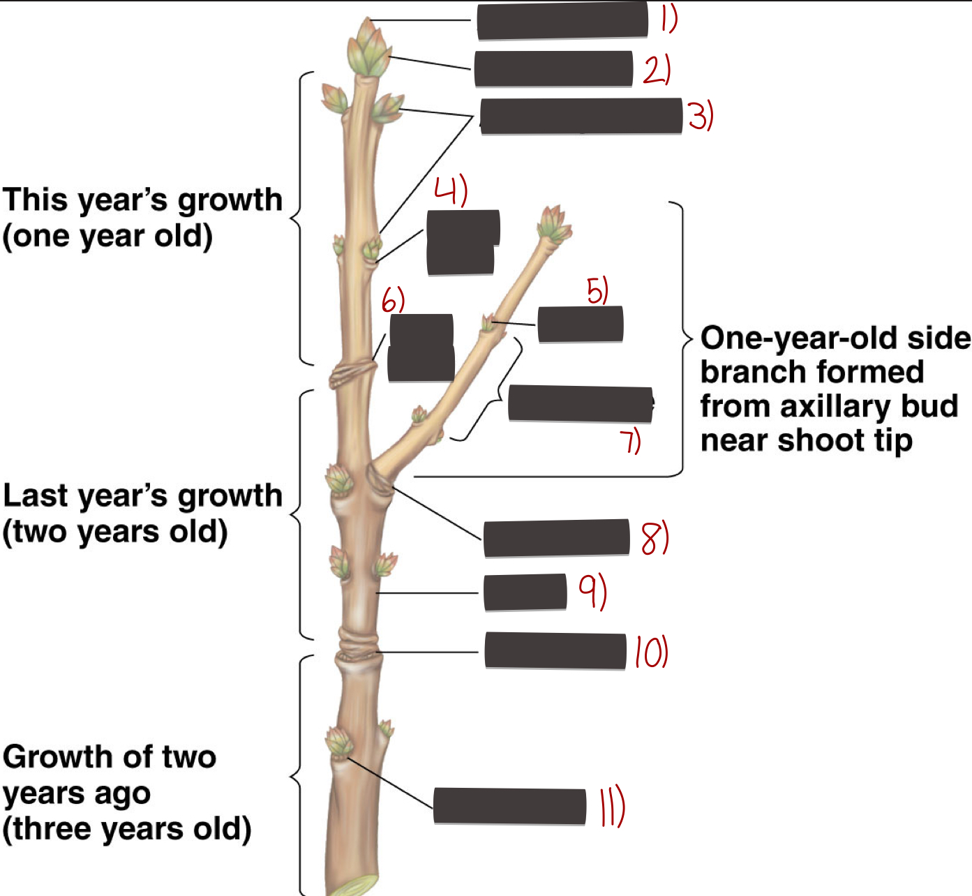 <p>Parts of a stem </p><p></p>