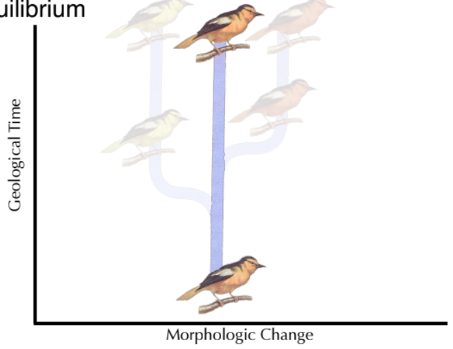 <blockquote><p><strong><span style="color: purple">Punctuated Equilibrium</span> - </strong>species do not change much over long periods of time</p></blockquote><p>When change does occur, it is rapid and followed by a new equilibrium</p>