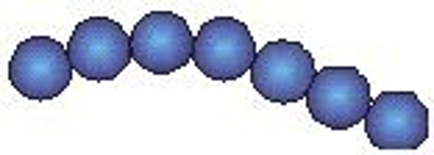 <p>Grampositiva coccus i en kejda</p>