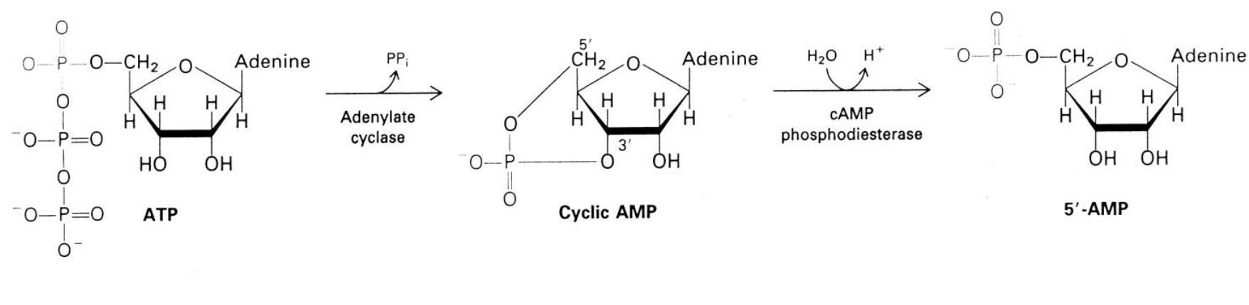<ul><li><p>synthesised from ATP by <strong>adenylate cylase</strong></p></li><li><p>secondary messenger</p></li></ul><p></p>