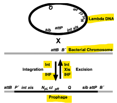 <ul><li><p>Int: inserts into bacteria</p></li><li><p>Xis: excision - will excise lambda back out later</p></li><li><p>IFH: integration host factor - inhibits the host from getting rid of lambda DNA</p></li></ul>