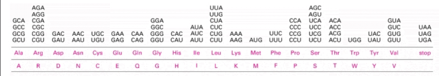 <p>Trp - special and difficult amino acid → only one codon</p>