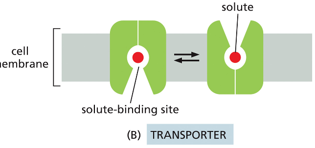 <p>Transporter  </p>