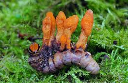 <p><span>Cordyceps Sinensis</span></p>