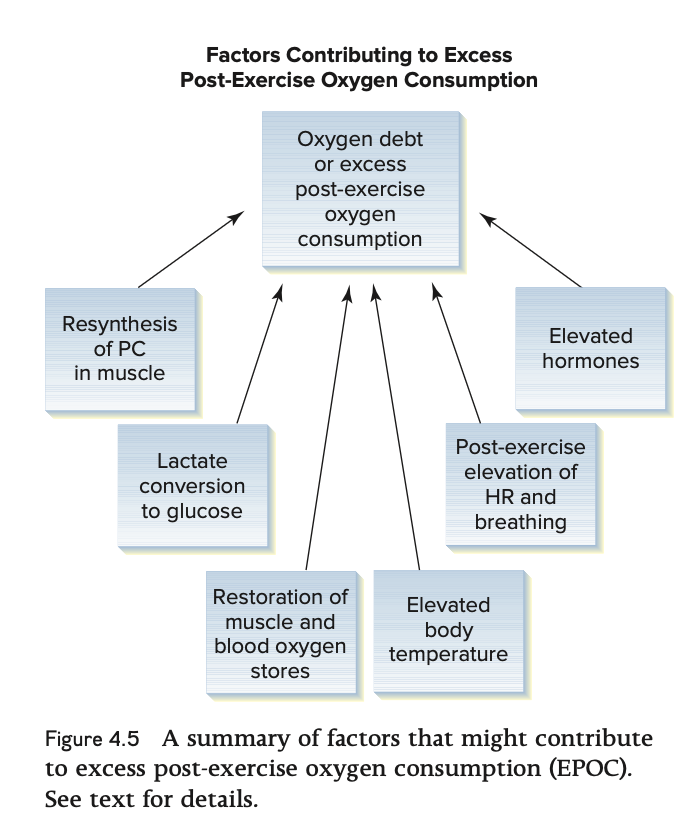 <ul><li><p>summary of factors thought ot contribute to excess post exercise metabolism </p><ul><li><p>glycolysis producing most of the ATP </p></li><li><p>elevated hormones </p></li><li><p>post-exercise elevation of HR and breathing </p></li><li><p>elevated body temperature </p></li><li><p>restoration of muscle and blood oxygen stores </p></li><li><p>lactate conversion to glucose </p></li><li><p>resynthesis of PC in muscle </p></li></ul></li></ul><p></p>