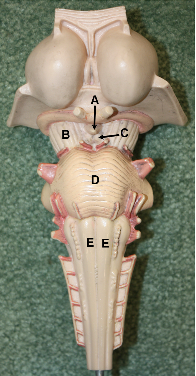 <p><span><span>In the image above (brainstem/diencephalon region), identify structures A-E.</span></span></p>