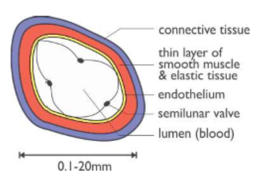 <p><strong><u>Function:</u></strong></p><ul><li><p>carry blood from every tissue in the body to the heart</p></li></ul><p><strong><u>Structure:</u></strong></p><ul><li><p>thin walls → consists of connective tissue, layer of smooth muscle/elastic tissue &amp; endothelium</p></li><li><p>large lumen → reduces resistance to flow</p></li><li><p>many semi-lunar valves → prevents back-flow of blood</p></li><li><p>blood is at low pressure &amp; usually deoxygenated (except in pulmonary circulation)</p></li></ul><p></p>