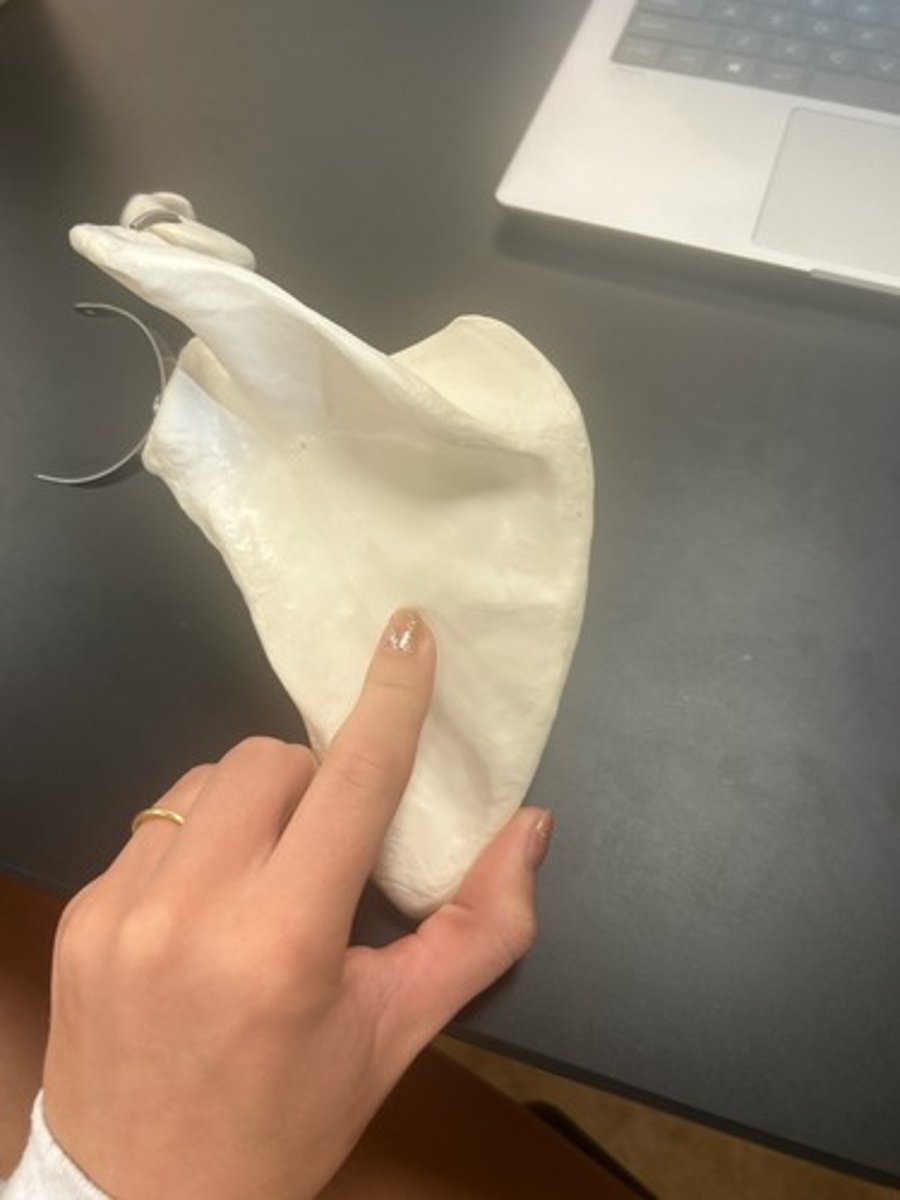 <p>name the bone</p>