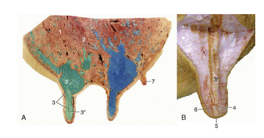 <ul><li><p>storage cavity</p></li><li><p>gland cistern and teat cistern</p></li></ul>