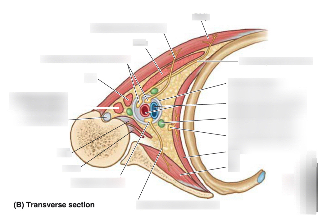 <p>What are the components of the cross-section of axilla. Where is the lateral cord, axillary artery, posterior cord, humerous, scapula, subscapulaus, serratis anterior, ribs, auxillary ein, axillary sheath, pec minor, medial cord, anterior axillary fold- pec major, posterior axillary fold- lats and teres major</p>
