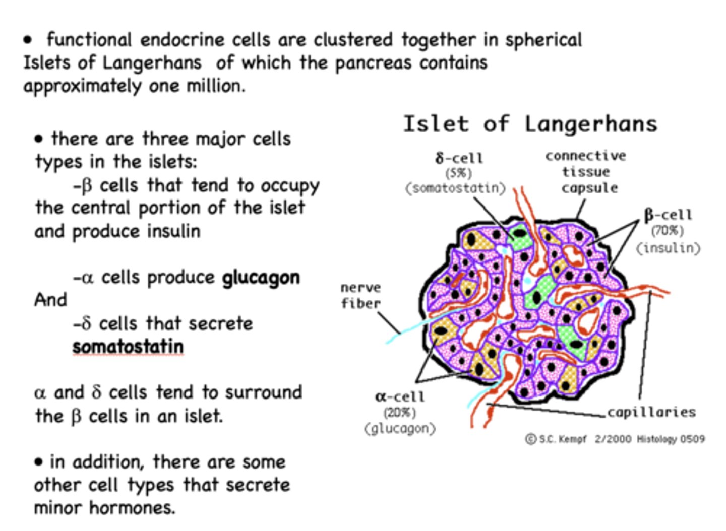 <p>- Beta cells</p><p>- Alpha cells</p><p>- Delta cells</p>