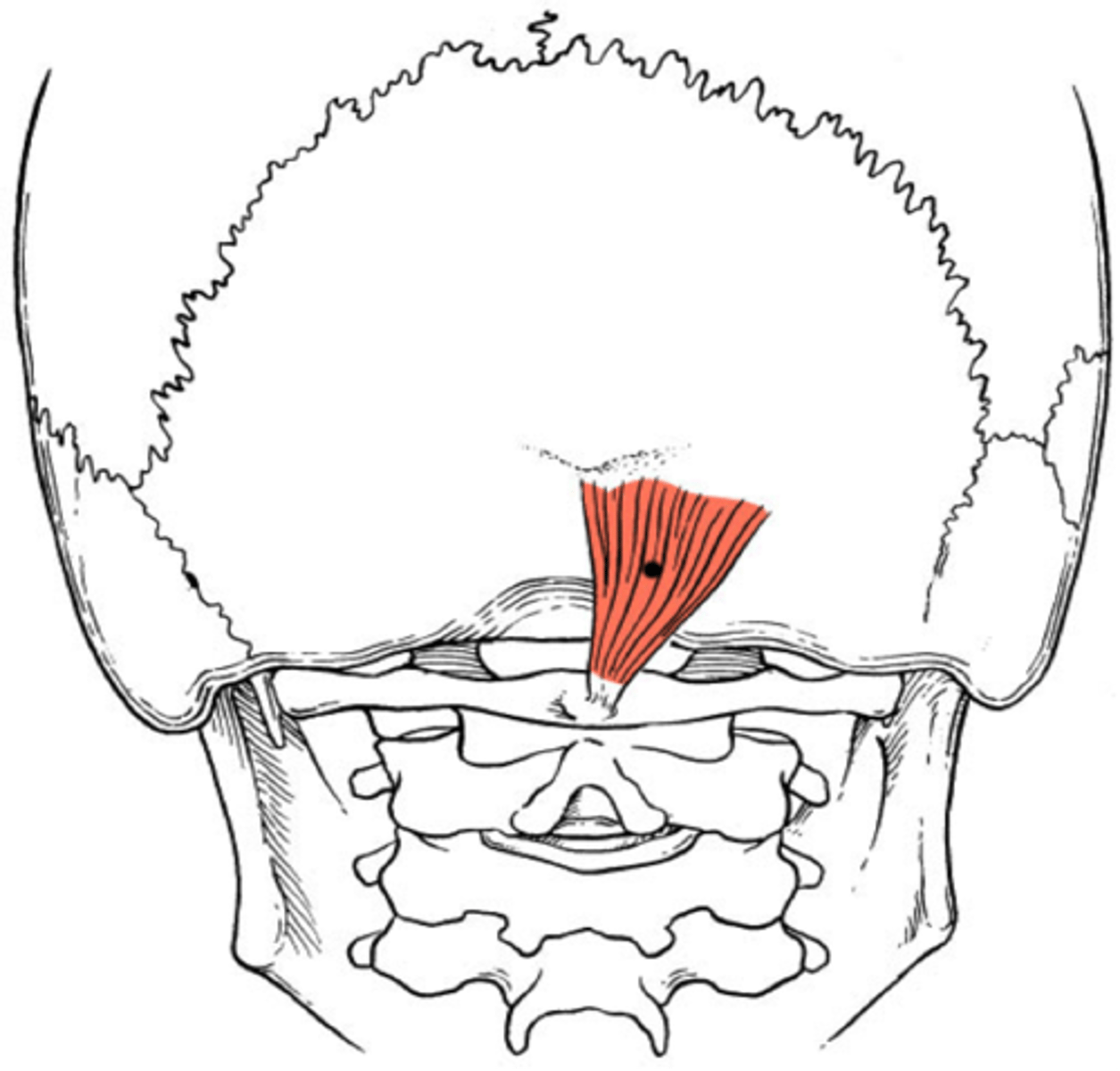 <p>inferior nuchal line (occiptal)</p>