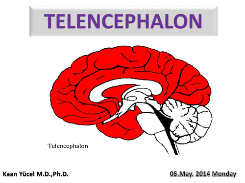 <p>Telencephalon (endehjernen) udgør cerebrums to hemisfærer. Den styrer bevidste funktioner som tanker, sanser, frivillige bevægelser, sprog og hukommelse, med specialiserede områder for motorik, syn og hørelse.</p>