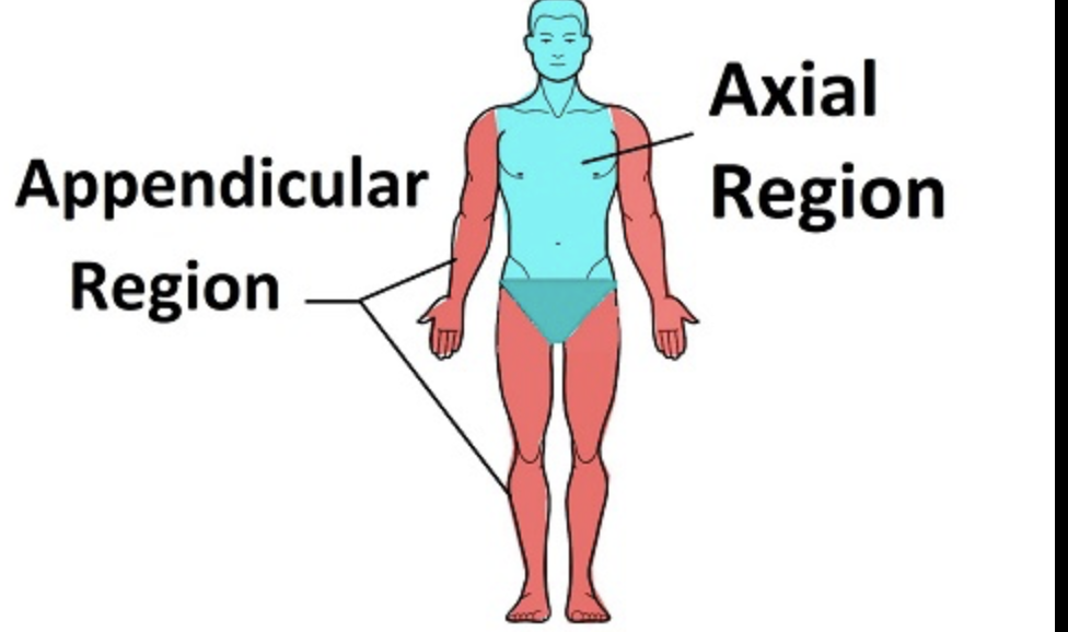 <p>describe the different parts of the body by the structures and functions of a specific region</p>