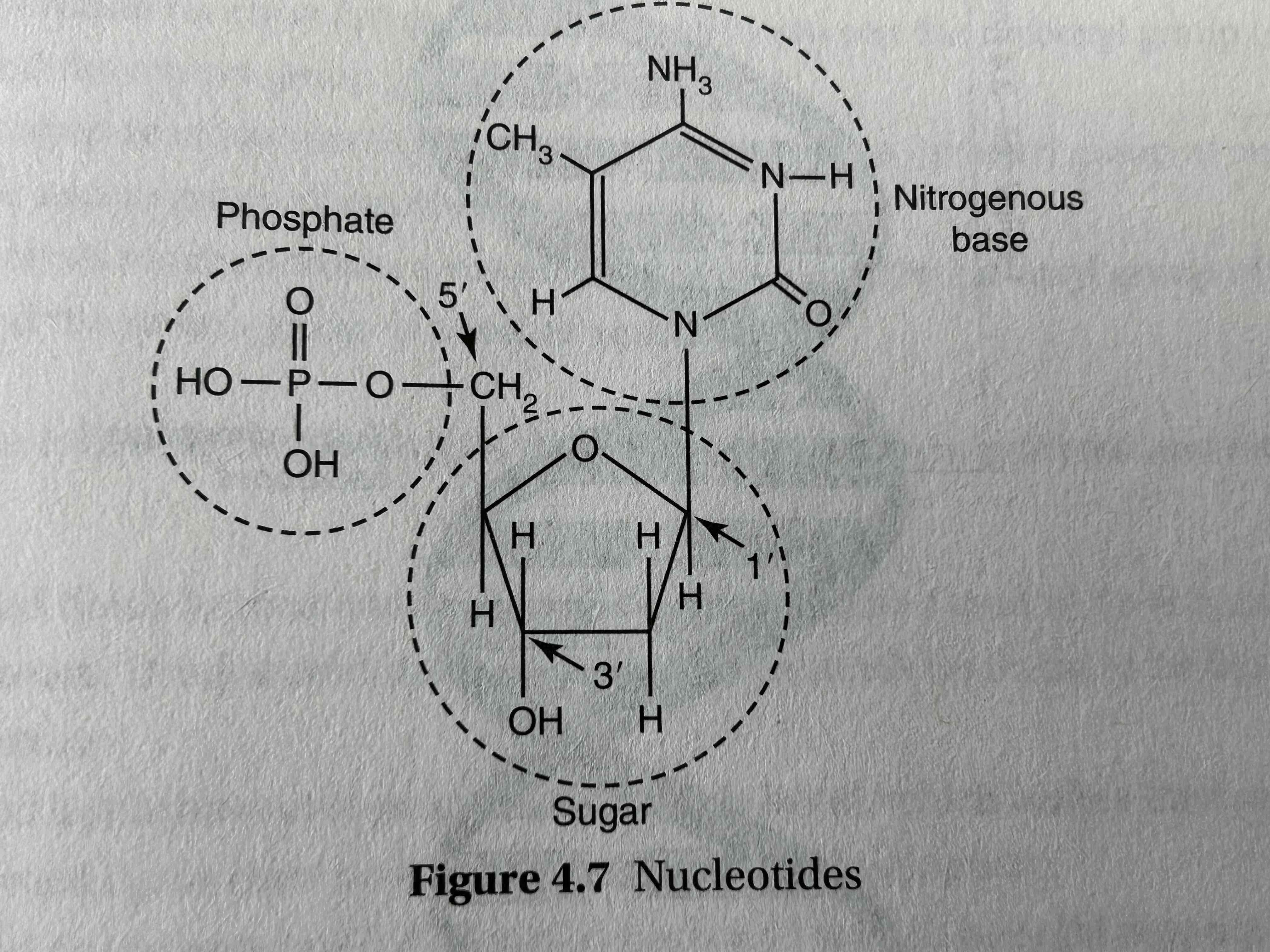 <ul><li><p>phosphate group is always attached to the 5’ carbon in sugar</p></li><li><p>3’ carbon always has a hydroxyl group to which new nucleotides may be added </p></li></ul>