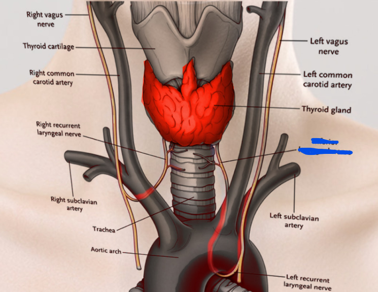 <p>Name the nerve</p>
