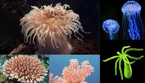 <p>Jelly fish, sea anemones, and corals</p>