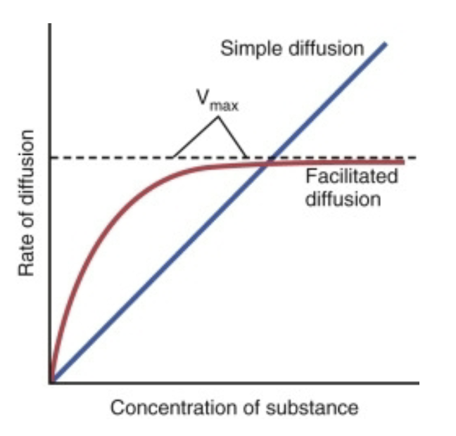 <ul><li><p>rate of <strong>simple diffusion</strong> increases at a constant rate as concentration of the solute increases</p></li><li><p>rate of diffusion increases more rapidly in facilitated diffusion</p></li><li><p><strong>facilitated diffusion</strong> has a maximum rate at which higher solute concentration will not longer increase the rate of diffusion (Vmax) </p></li></ul><p></p>