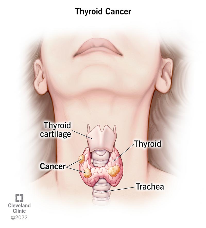 <p>located just below a person’s adam’s apple</p>