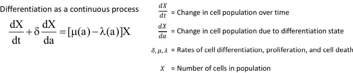 <p>(change in cell population over time) + (rate of cell differentiation)*(change in population from differentiation state) = (# of cells)*[rate of cell proliferation - rate of cell death]</p>