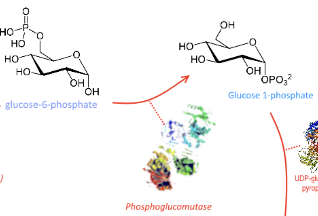 <p>phosphoglucomutase</p>