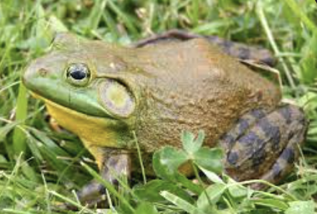<p>American bullfrog</p>